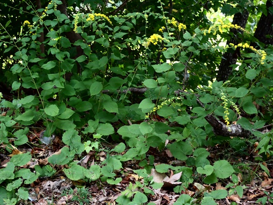 {Solidago sphacelata}